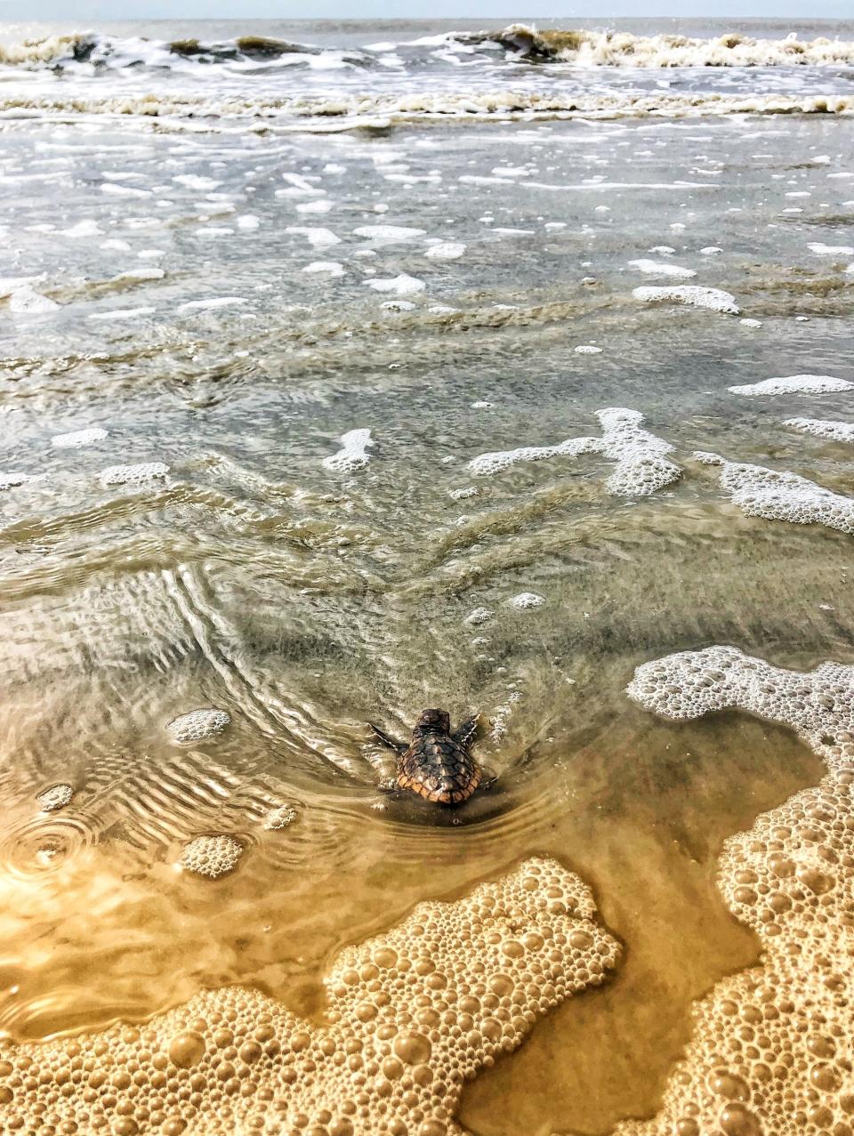 In this July 7, 2019, photo provided by the Georgia Department of Natural Resources, a loggerhead sea turtle hatchling reaches the surf after emerging from a nest on Ossabaw Island, Ga. The giant, federally protected turtles are having an egg-laying boom on beaches in Georgia, South Carolina and North Carolina, where scientists have counted record numbers of nests this summer. (Georgia Department of Natural Resources via AP)