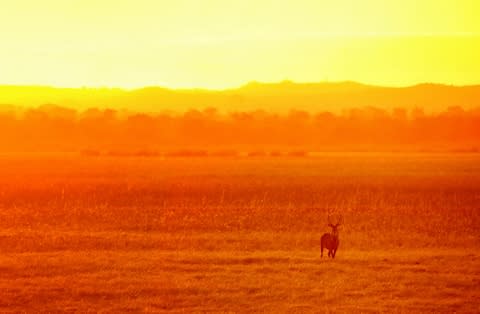 Antelope in a golden light in national park Liwonde - Credit: YURY BIRUKOV - STOCK.ADOBE.COM