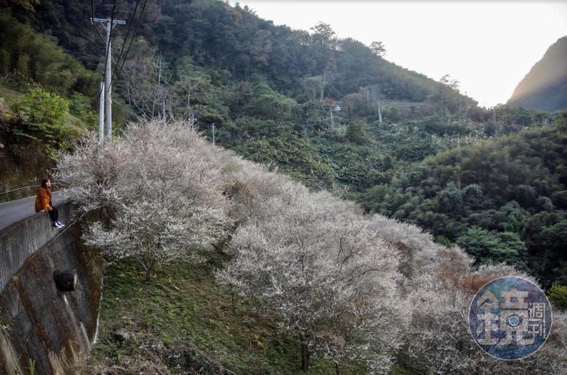 枝頭上開滿純白花朵，像覆蓋上一層雪。