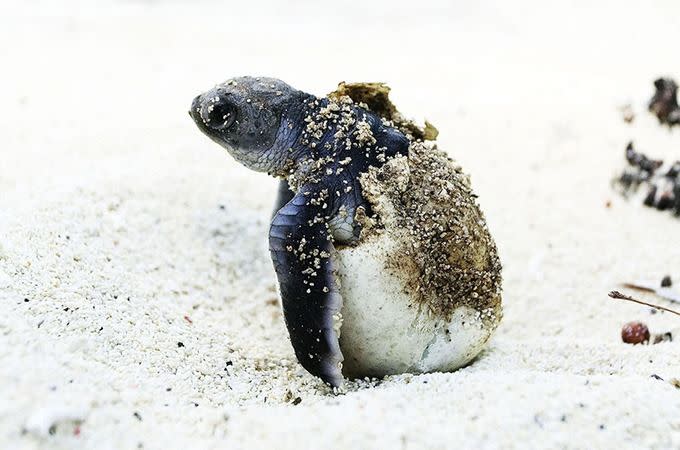 A baby hatchling. Photo: World Wildlife Fund