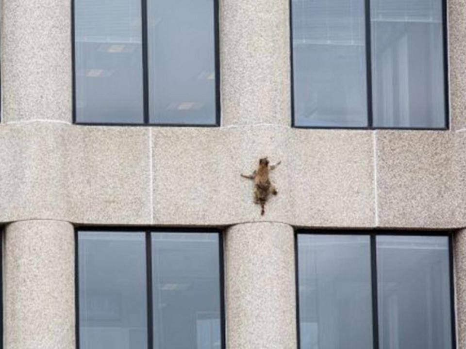 A raccoon scurries up the side of the UBS Plaza building in St Paul, Minnesota (Evan Frost/MPR News/via REUTERS)