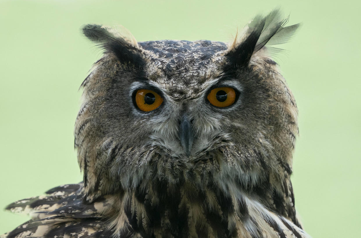 Dans le premier épisode, Benjamin rencontre un hibou grand-duc.