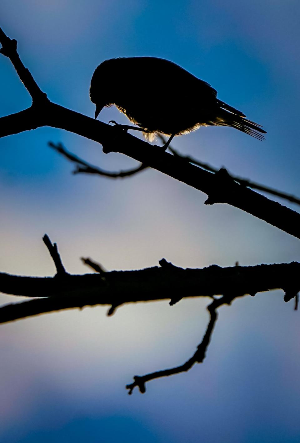 A bird looks for a snack on Sunday, March 9, 2024, in Indianapolis.