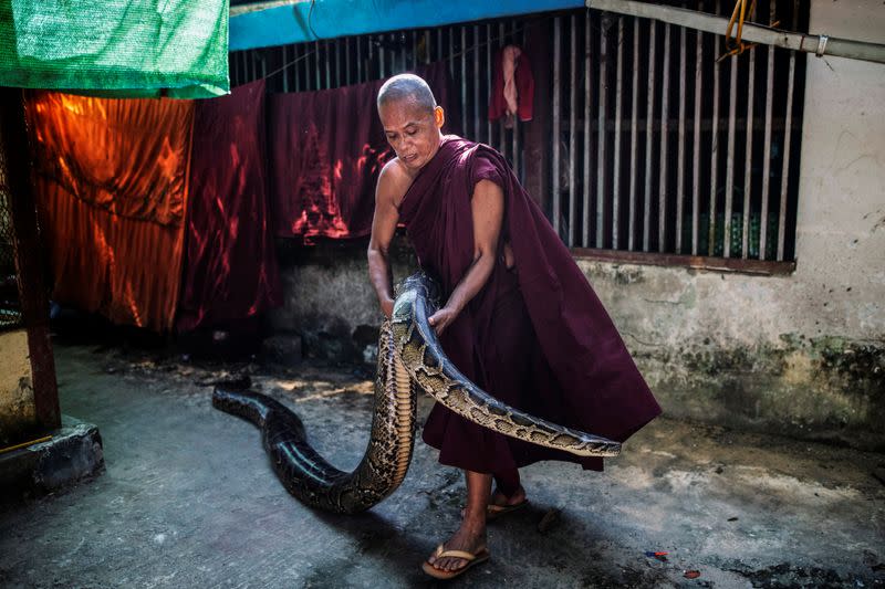 A Buddhist monk holds a Burmese python at a monastery that has turned into a snake sanctuary on the outskirts of Yangon