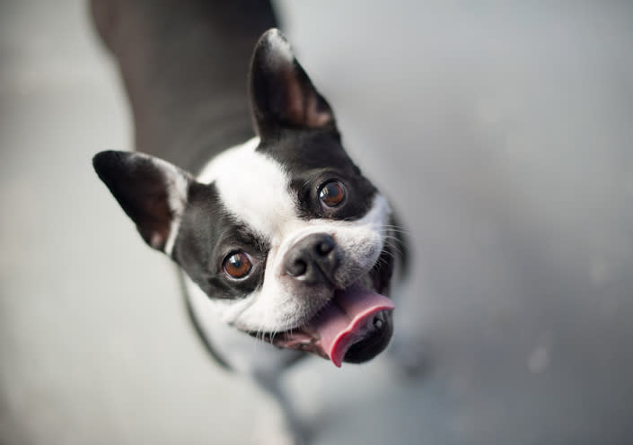 Tu mascota podría decirte muchas cosas con la mirada. Foto: Oleksandra Korobova/Getty Images