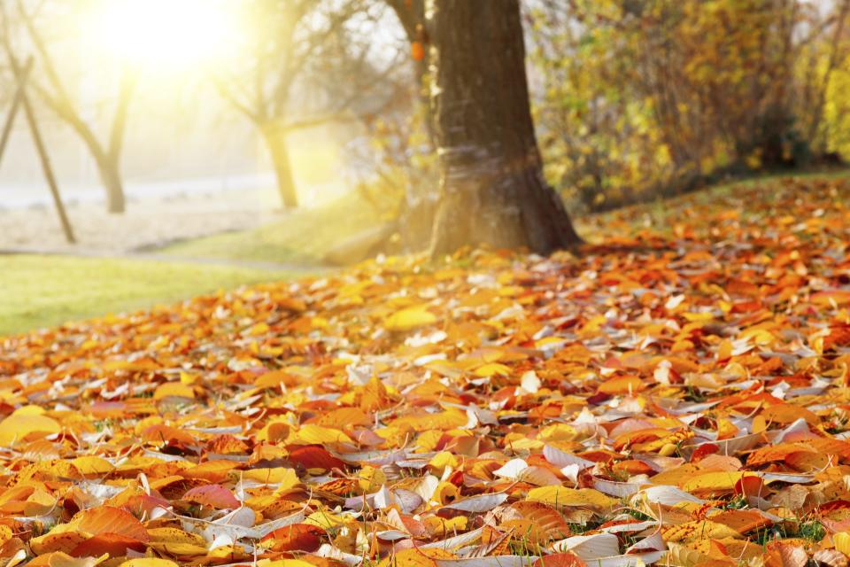 Thinkstock.com
For gardeners, colorful autumn leaves are one rainbow with a real and tangible pot of gold at the end of it. Fall leaves in the autumn tree in the park