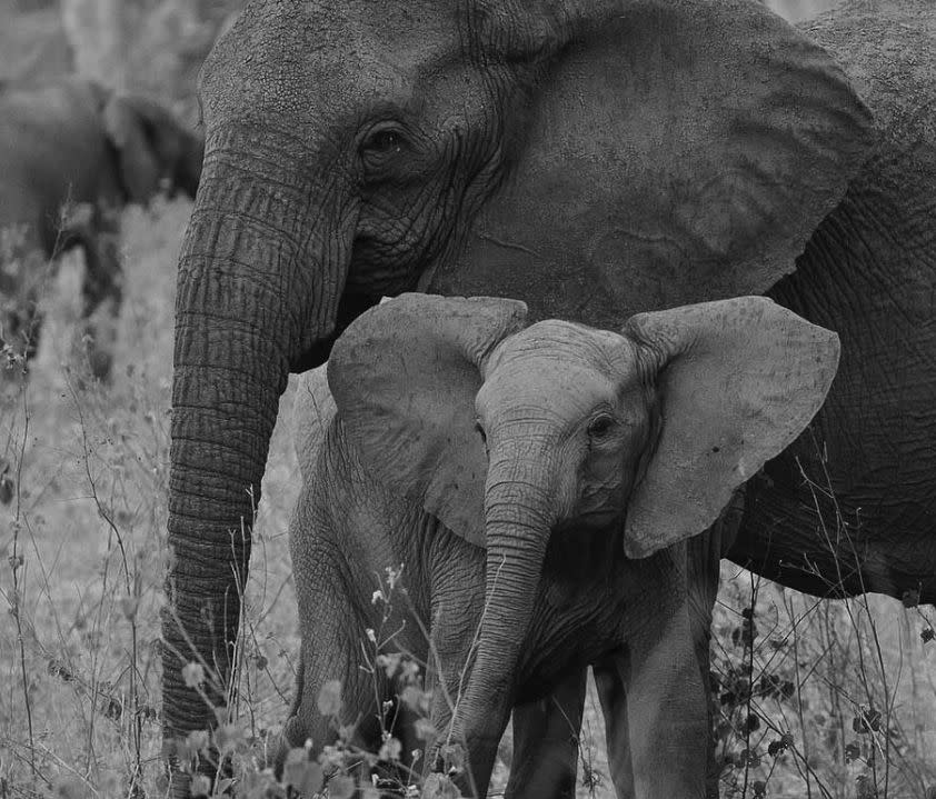 Un preocupante porcentaje de crías nacidas tras el conflicto armado no posee colmillos | imagen Elephant Voices