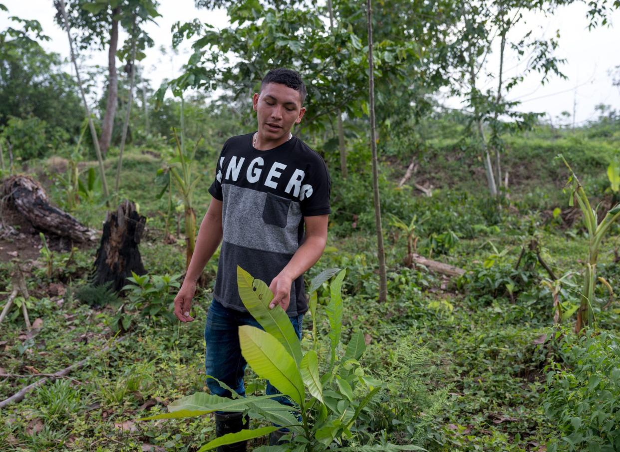 Ram&oacute;n Bedoya gives a tour of the land that his family owns, showing the diverse flora that has been threatened by oil palm plantations. (Photo: Thom Pierce | Guardian | Global Witness | UN Environment)