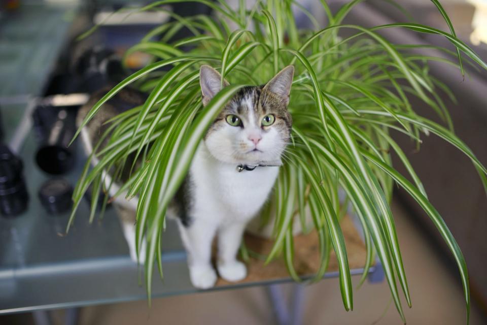 Spider plants are easy-to-grow and ideal for beginners — and safe for your pets.