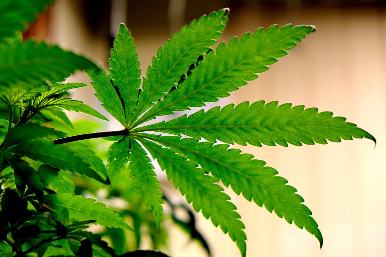 The marijuana plant provides a wide range of chemicals, including THC, which has psychotropic effects.