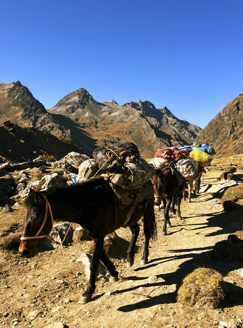 Horse and mule trains carrying heavy loads across the Peruvian Andes, in the Salkantay mountains region, August 2024. Scientists analyzed ancient horse genomes to calculate dates for the domestication of the modern horse -- 4,200 years ago, according to new research published Thursday, June 6, 2024, in the journal Nature. (Ludovic Orlando/Centre for Anthropobiology and Genomics of Toulouse, CAGT via AP)