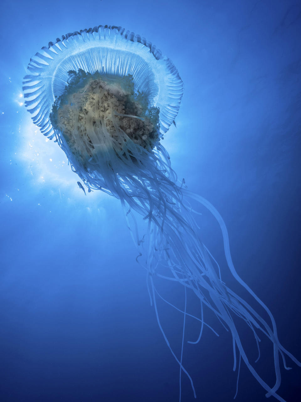 <p>A rainbow colored crown jellyfish swims near Protea Banks. (Pier A. Mane/Caters News)</p>
