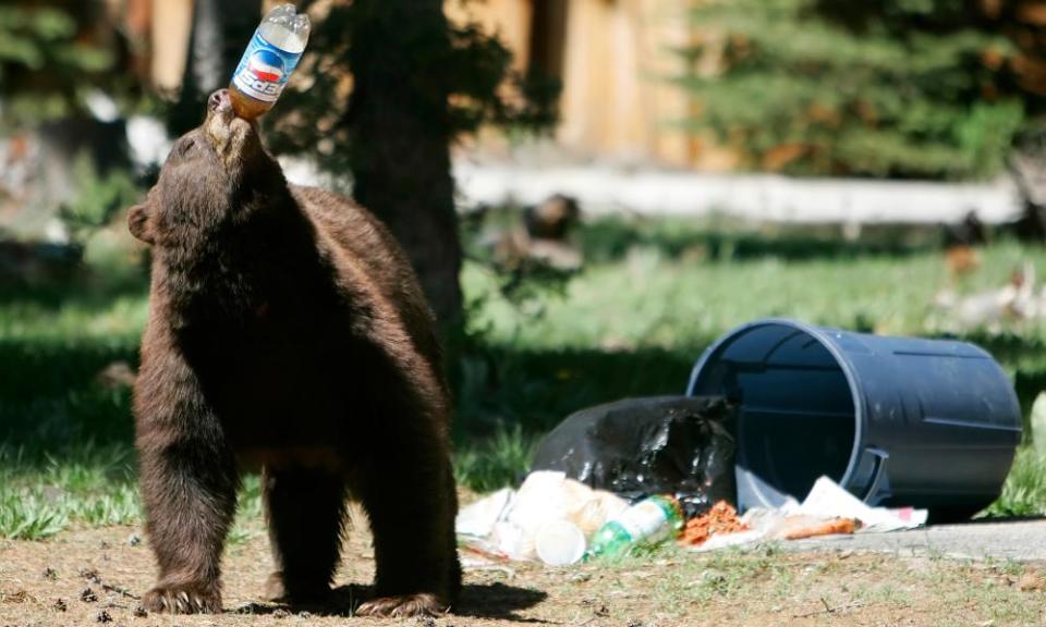 A black bear enjoys a drink near South Lake Tahoe, California, in 2007.