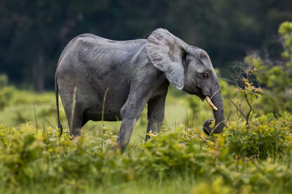 GDT European Wildlife Photographer of the Year 2023