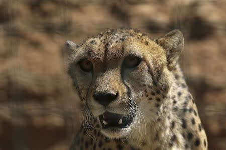 A cheetah is seen during a hot summer day at the zoo in Spata near Athens, Greece July 16, 2015. REUTERS/Yiannis Kourtoglou