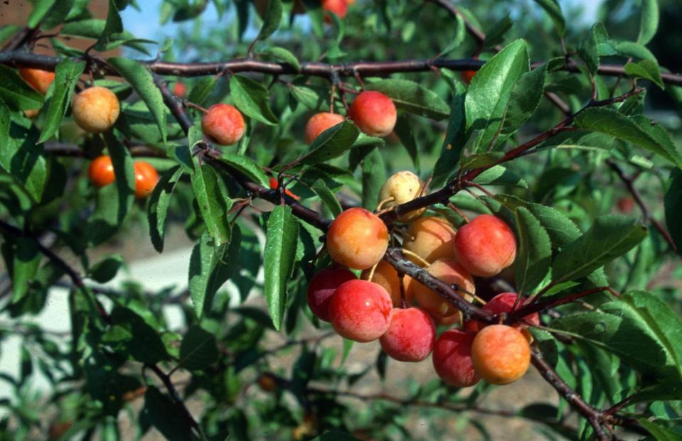 Native Chickasaw plum trees attract both humans and wildlife.