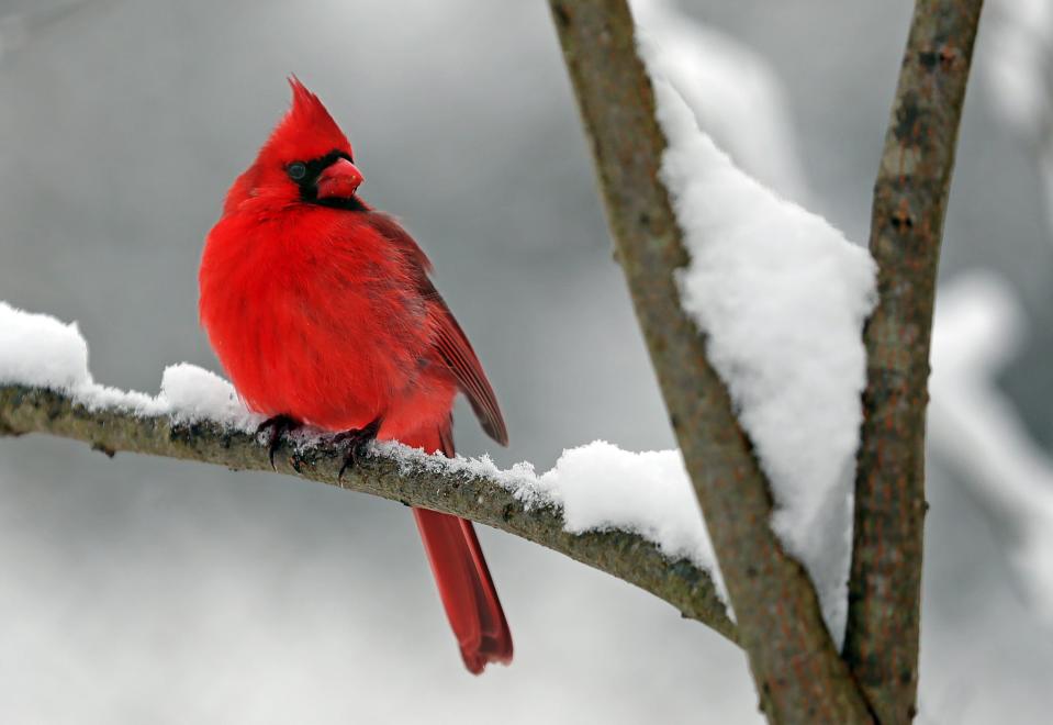 A 2019 study suggested cardinals around Atlanta were being exposed to "forever chemicals" or PFAS fromsoil, groundwater and air, with 12 different PFAS found in their blood serum.