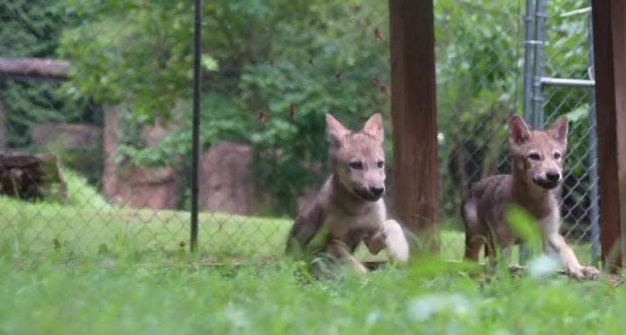 Two members of the Memphis Zoo's new wolf pack run through their enclosure.