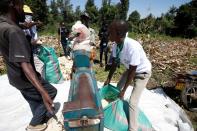 Safaricom DigiFarm officials and farmers harvest maize crop facilitated by the Safaricom DigiFarm App, that helps agribusinesses and small holding farmers to share information and transact easily, in Sigor village of Bomet County