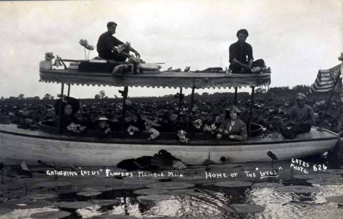 Sightseers in a boat gather American lotus flowers from one of two American lotus beds on Lake Erie at Monroe, circa 1910. Lake Erie Metropark (Brownstown Charter Township) features two main American lotus beds, about 2 and 5 acres in size, respectively. The plants can be seen from the Cherry Island Marsh Trail, near the Marshlands Museum and Nature Center.