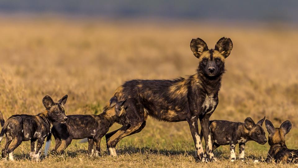 A mother African wild dog with her puppies on the savanna.