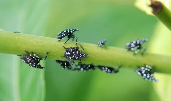 Spotted lanternflies in their nymph stage are seen on a leaf stalk.