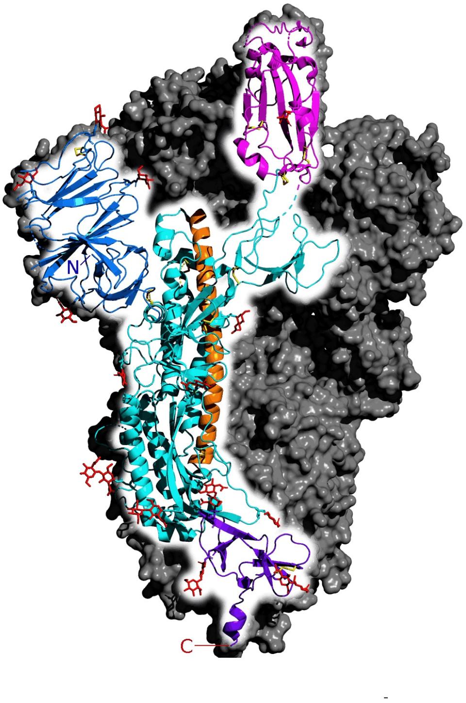 Structure en 3D de la protéine Spike du SARS-CoV-2