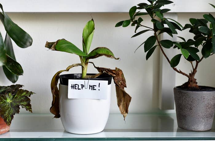 Dying houseplant with a &quot;help me&quot; sign