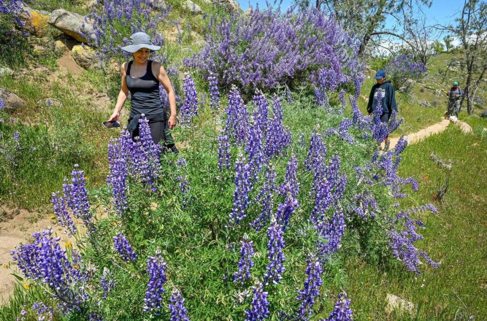 María Mendoza, a la izquierda, de Fresno, admira una floración de 'wild lupines' mientras su hija Marina, de 18 años, y su esposo, Jay, la siguen con sus perros Happy y Kaiser, en el Sendero del Río San Joaquín en el camino cuesta arriba desde el lago Millerton, el miércoles 12 de abril de 2023.