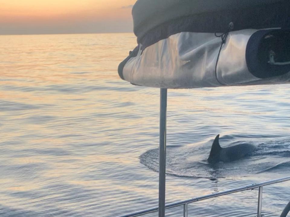 A whale swims next to a boat in the Strait of Gibraltar,   (April Boyes/Instagram @ april_georgina/via REUTERS)