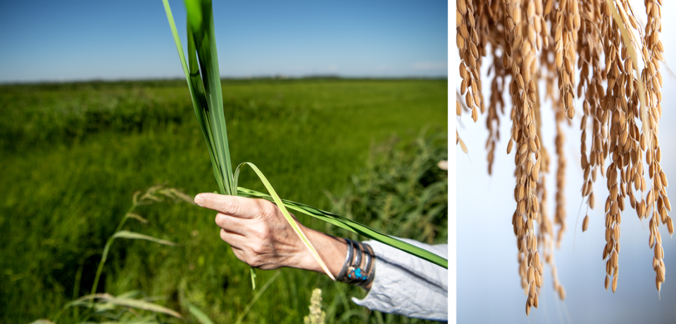 A woman holds a rice stalk, left, and rice hangs at right