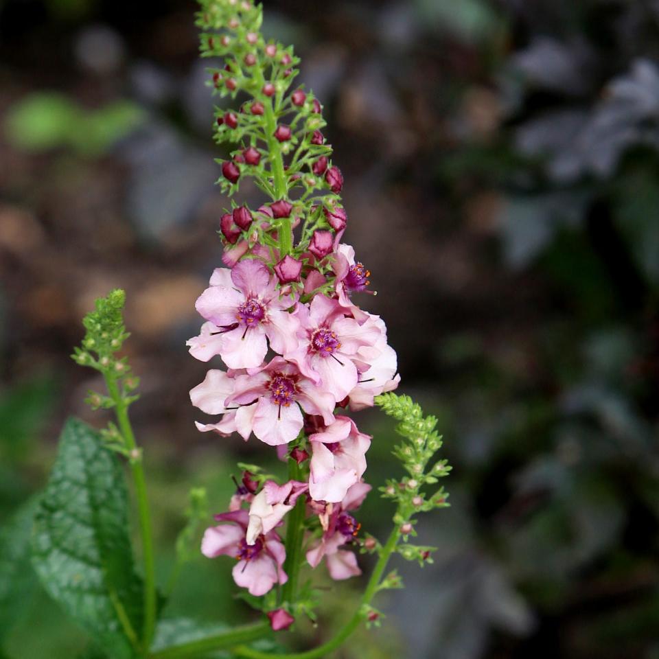 Verbascum ‘Southern Charm’ - Clara Molden for the Telegraph 