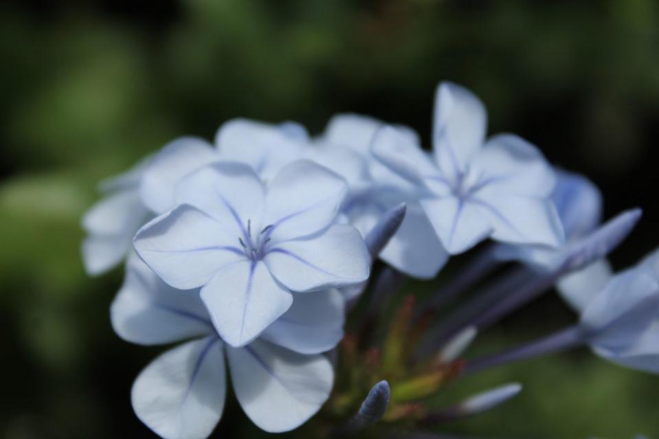 cape plumbago flower