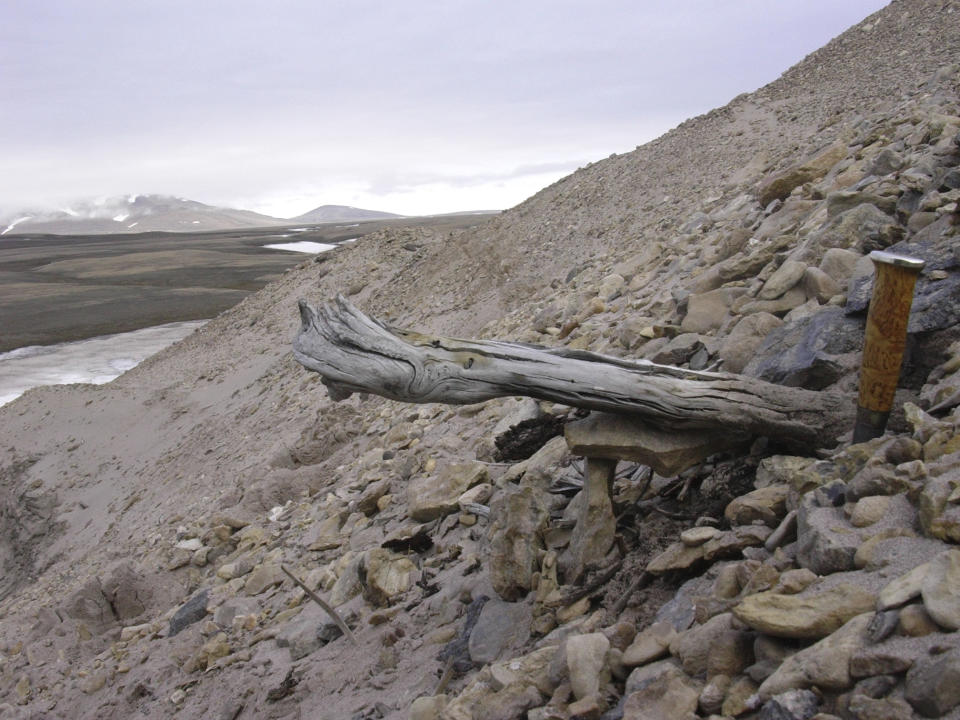 A two million-year-old trunk from a larch tree is stuck in the permafrost within the coastal deposits at Kap Kobenhavn, Greenland. The tree was carried to the sea by the rivers that eroded the former forested landscape. Scientists have analyzed 2-million-year-old DNA extracted from dirt samples in the area, revealing an ancient ecosystem unlike anything seen on Earth today, including traces of mastodons and horseshoe crabs roaming the Arctic. (Svend Funder via AP)