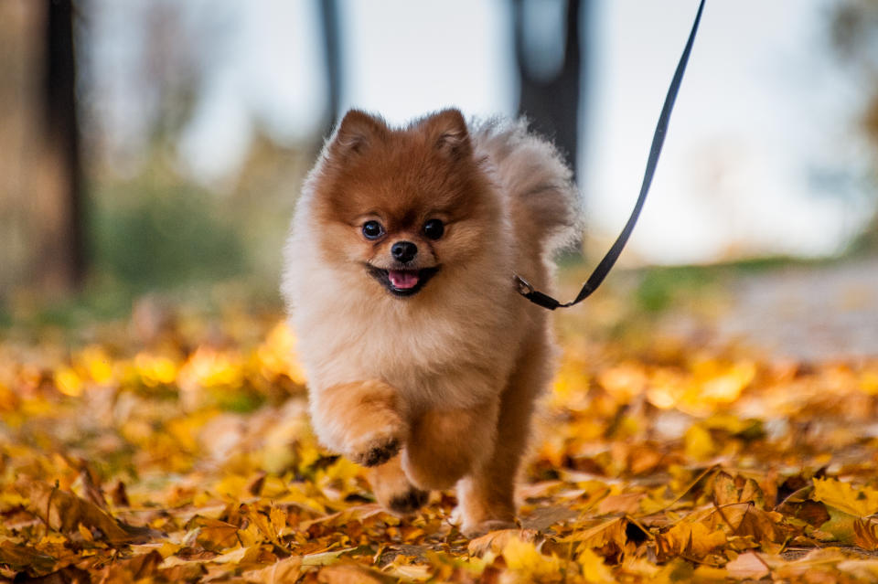 pomeranian dog walking toward camera 