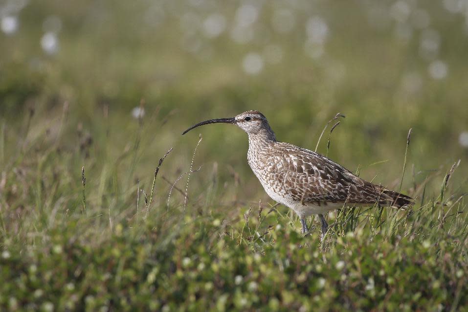 This June 30, 2016 photo provided by the U.S. Geological Survey shows a Bristle-thighed Curlew in Nome, Alaska. Growth of shrubs on Arctic tundra as the climate warms will have a mixed effect on breeding birds, federal researchers have concluded. Shrub density is not expected to harm species, but as shrubs grow taller, many bird species likely will find the habitat unsuitable, according to U.S. Geological Survey researchers. (Rachel M. Richardson/U.S. Geological Survey via AP)