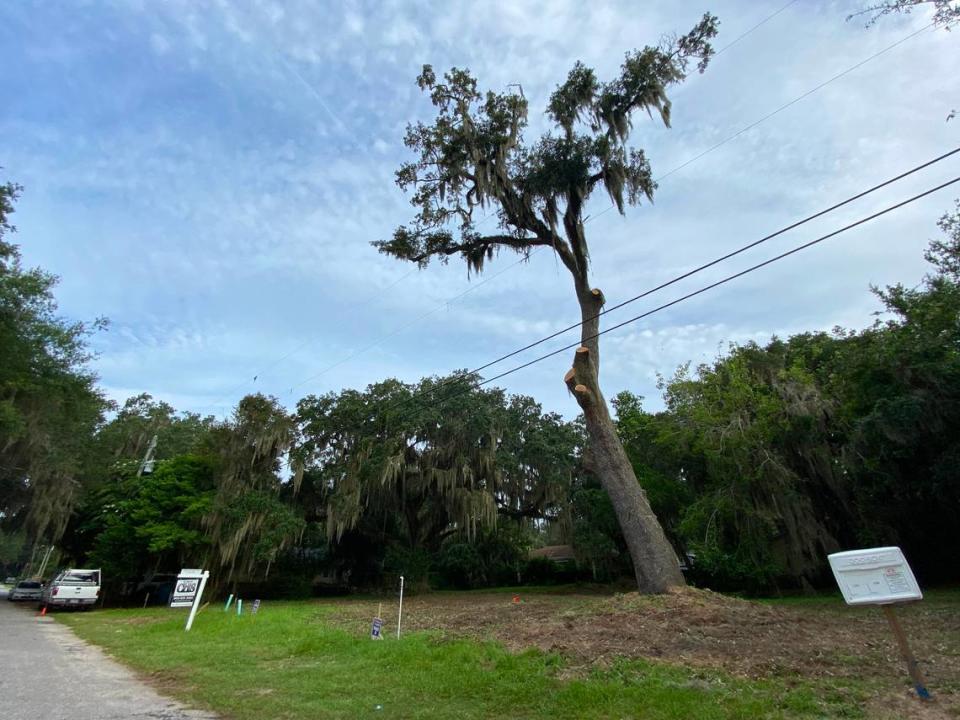 The smaller of the two historic live oaks on 12th Street in Port Royal on Thursday, Aug. 11, 2022. The tree’s boughs were mostly cut to make way for development.