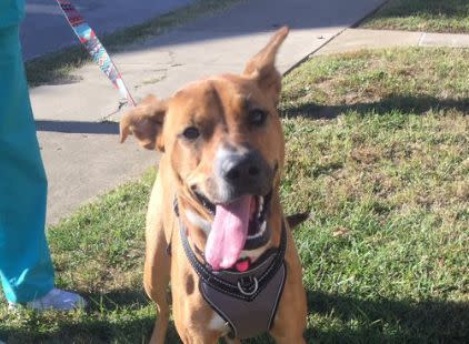 The &ldquo;charming&rdquo; dog that would not leave Kate Howard&rsquo;s yard. (Photo: Courtesy of Kate Howard)