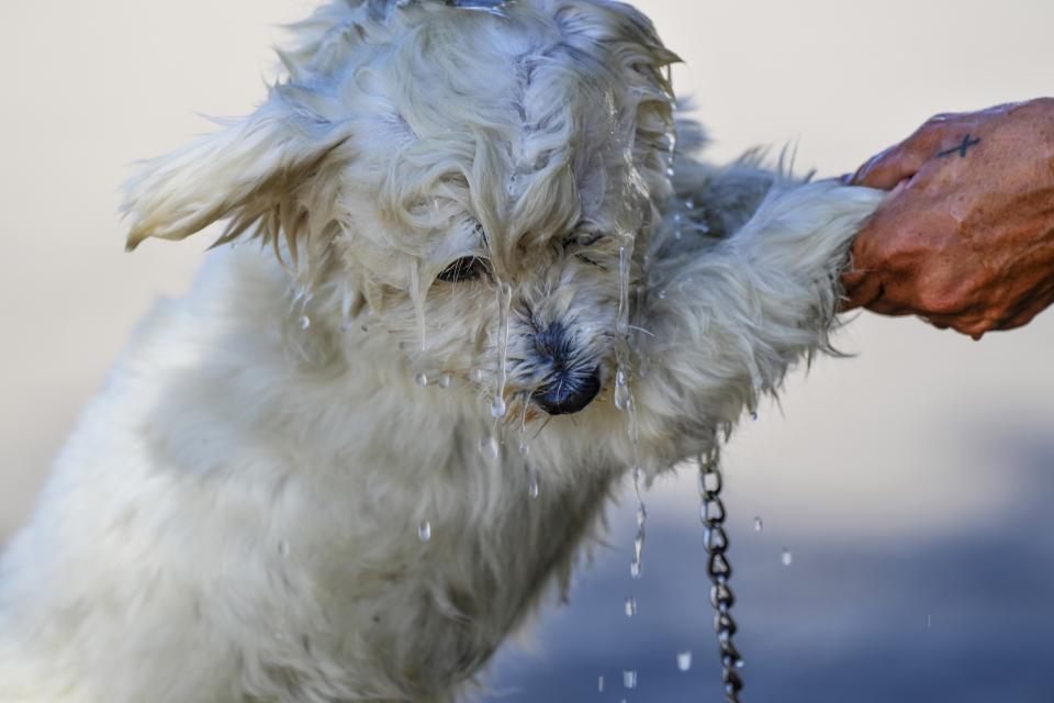 A woman uses water to cool off her dog during a sweltering day in the Mediterranean Sea in Beirut, Lebanon, Thursday, July 20, 2023. (AP Photo/Hassan Ammar)