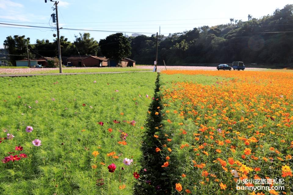 2019桃園花彩節大溪展區，夢幻花海迷宮、彩虹花田浪漫登場