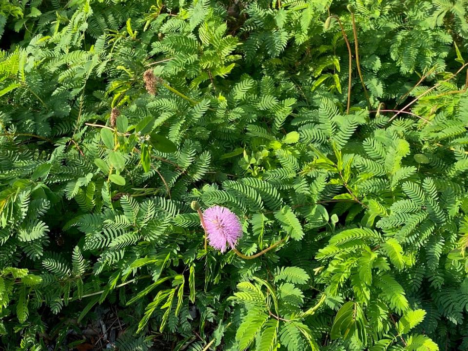 Sunshine mimosa (Mimosa strigillosa) is a tough, strong low-growing ground cover for sunny areas.