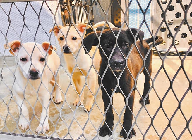 台中市動物之家后里園區將於4月4日開幕，目前進行試營運，50隻犬貓已進駐。（陳淑娥攝）