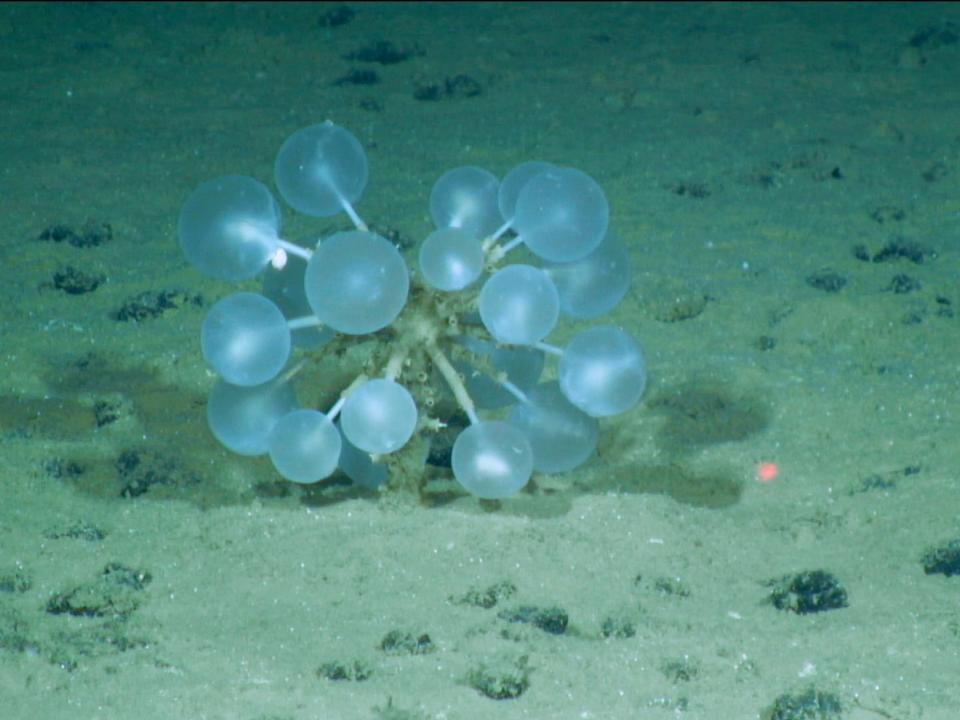 A deep sea creature on the sea floor