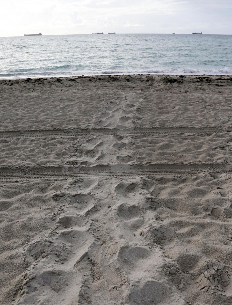 In this photo taken Tuesday, July 9, 2013, tracks from a nesting loggerhead turtle are seen in Miami Beach, Fla. Sea turtle nesting season on Florida's Atlantic coast runs from March through October. (AP Photo/Lynne Sladky)