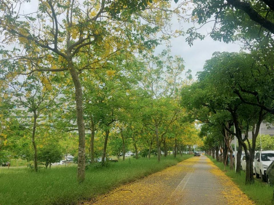 南科公十九公園的阿勃勒盛開，樹上與地上都是金黃色花海，相當吸睛。（記者林相如攝）