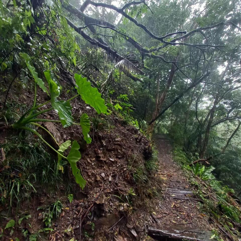 步道兩邊都有多處樹枝倒塌。林業署也呼籲遊客，暫時不要前往山區，以免因落石坍方發生危險。   圖：翻攝自雙流國家森林遊樂區臉書