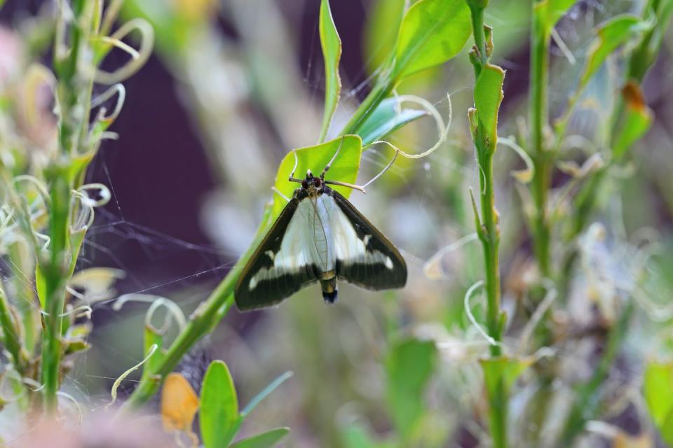 box tree moth cydalima perspectalis, moth and caterpillar on common boxwood buxus sempervirens invasive species