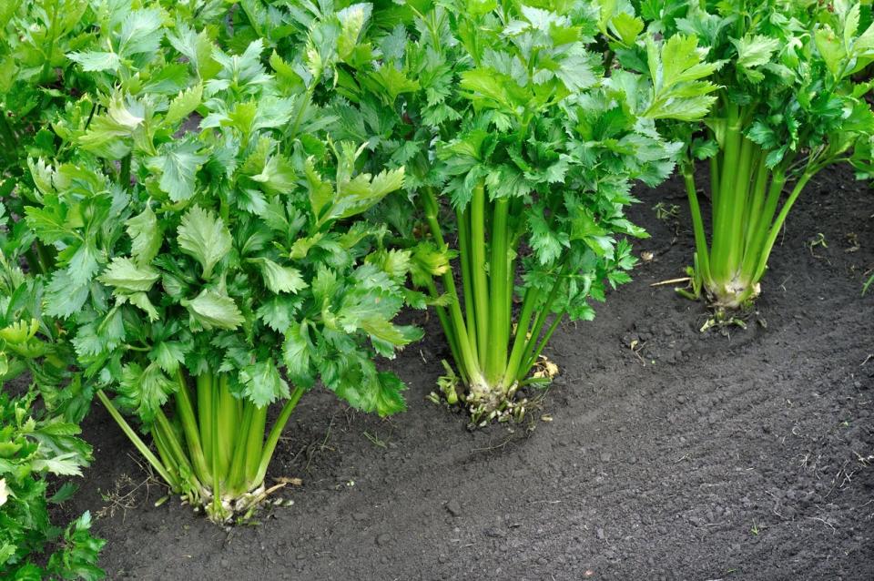 Celery plants growing in a row. 