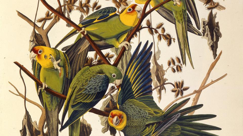 The Carolina parakeet, From 