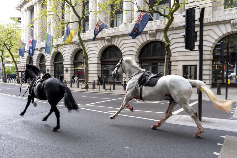 Dos caballos sueltos por las calles de Londres cerca de Aldwych, el miércoles 24 de abril de 2024